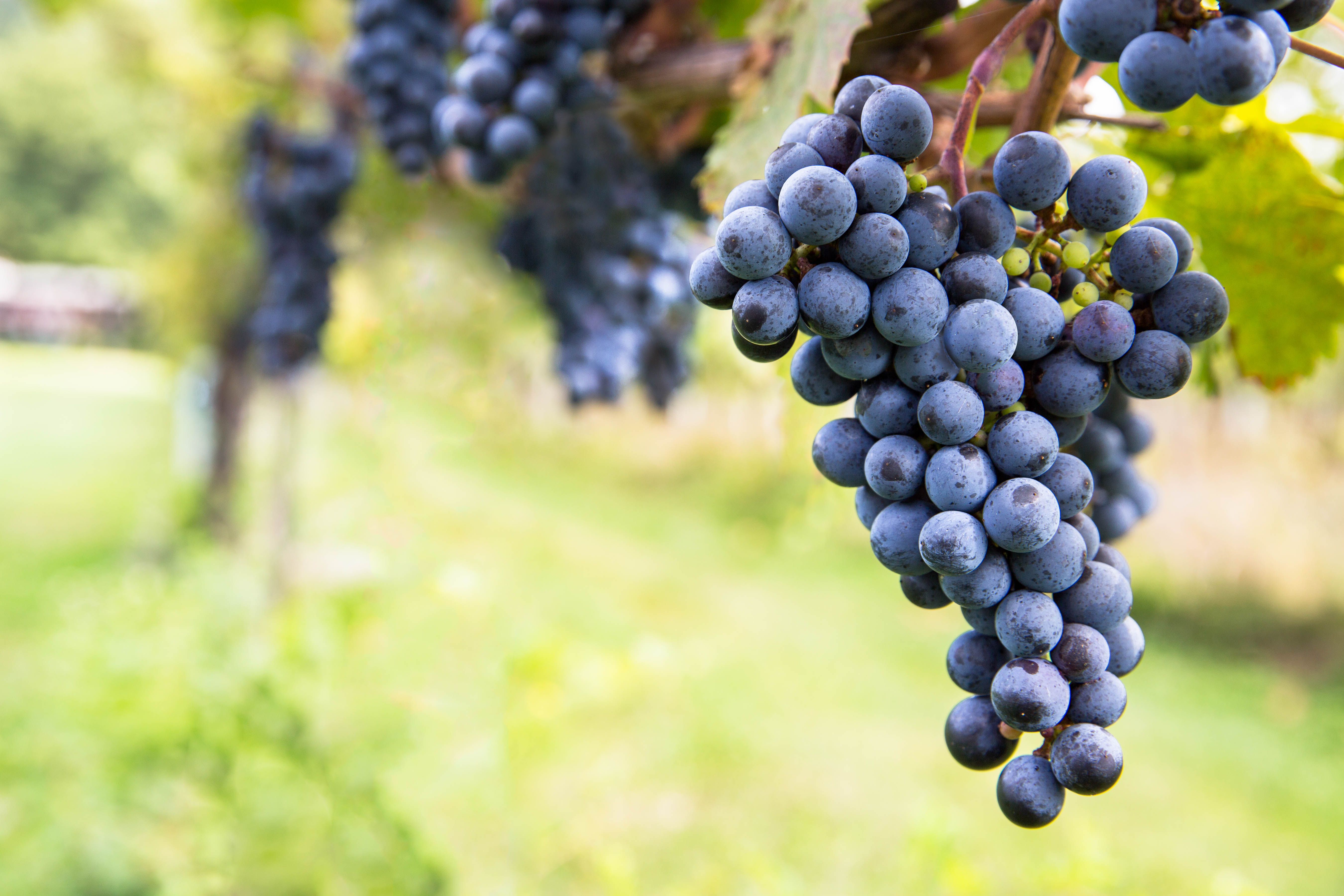 виноград каберне кортис. каберне виноград описание. сорт каберне совиньон. сорт винограда каберне. каберне фран сорт винограда.